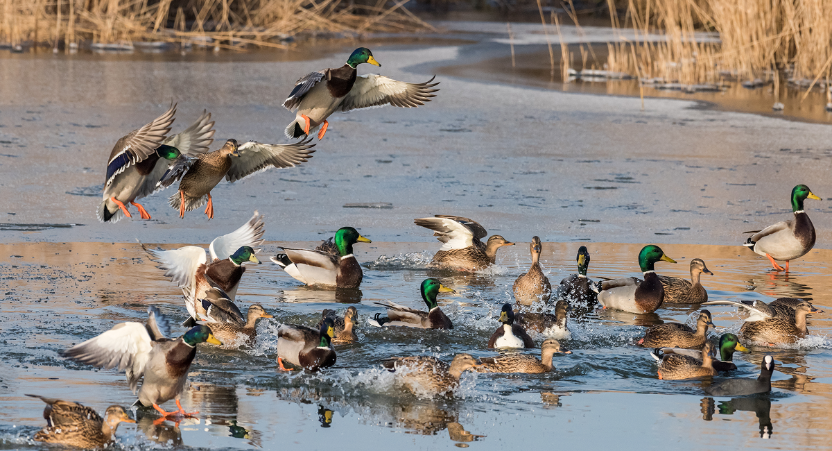 Ducks