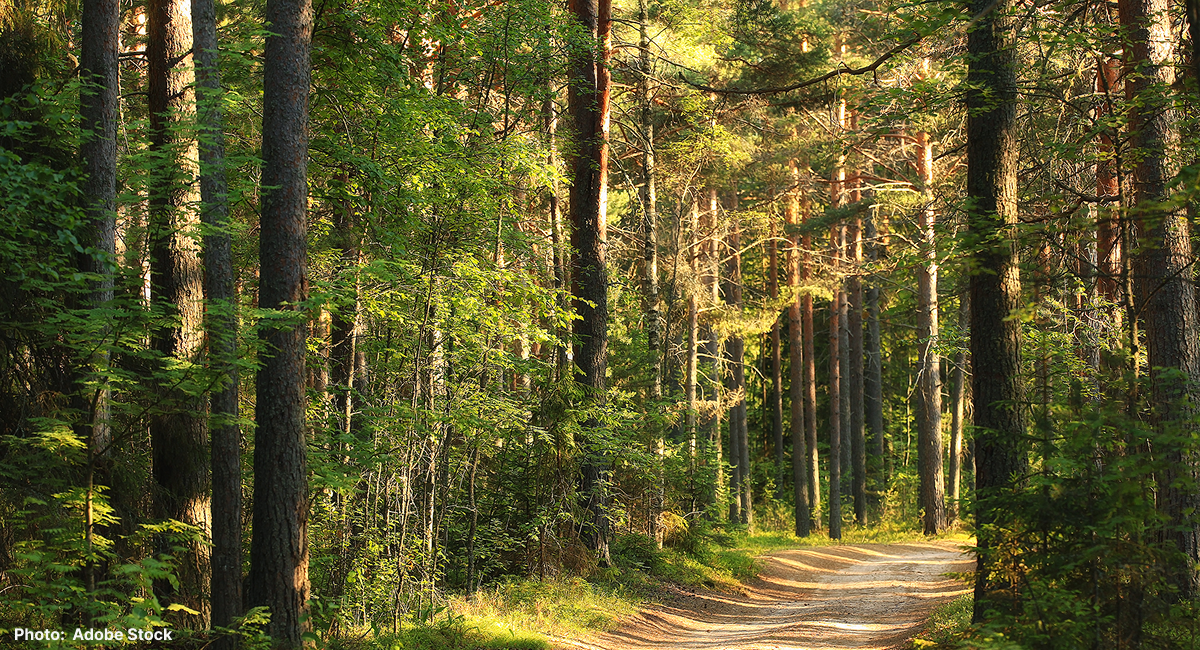 Forest