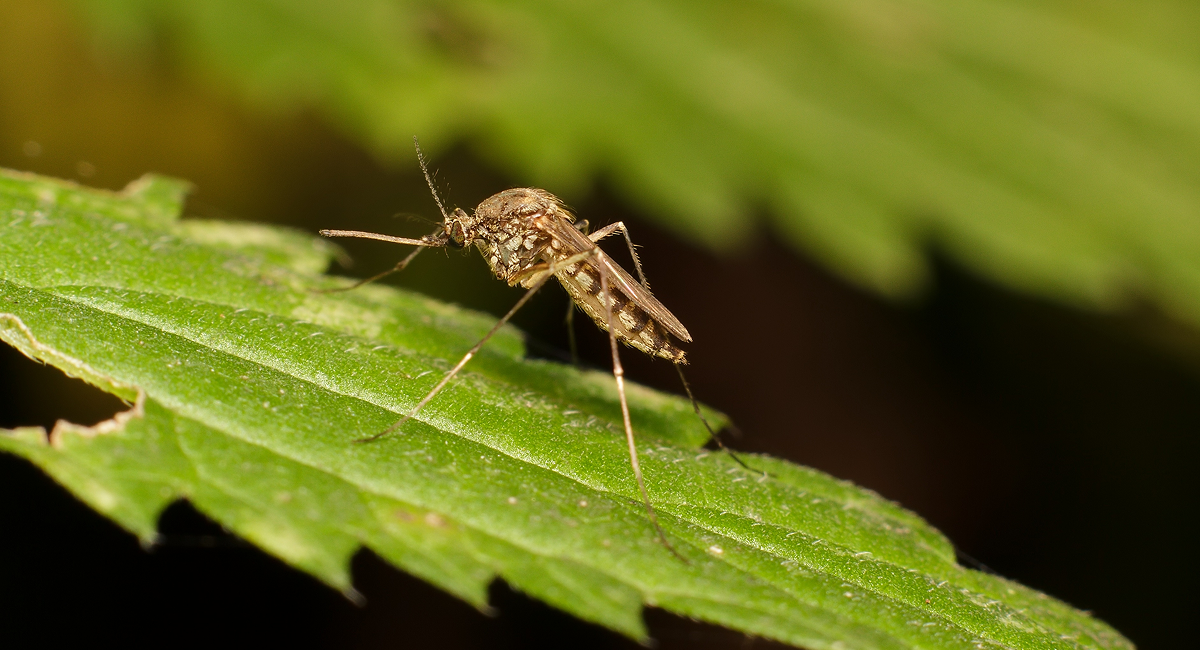 Mosquito